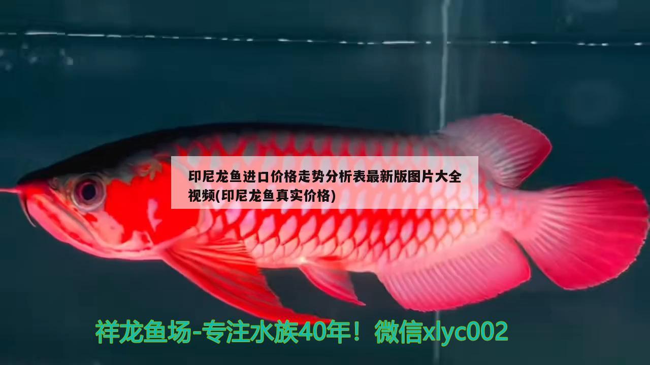 印尼龍魚進(jìn)口價(jià)格走勢(shì)分析表最新版圖片大全視頻(印尼龍魚真實(shí)價(jià)格)