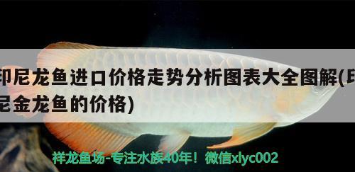 印尼龍魚進(jìn)口價(jià)格走勢(shì)分析圖表大全圖解(印尼金龍魚的價(jià)格)