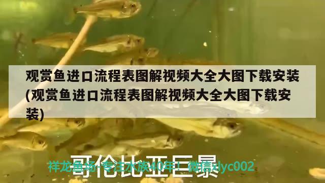 觀賞魚進口流程表圖解視頻大全大圖下載安裝(觀賞魚進口流程表圖解視頻大全大圖下載安裝) 觀賞魚進出口