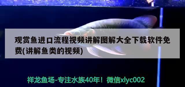 觀賞魚進口流程視頻講解圖解大全下載軟件免費(講解魚類的視頻) 觀賞魚進出口