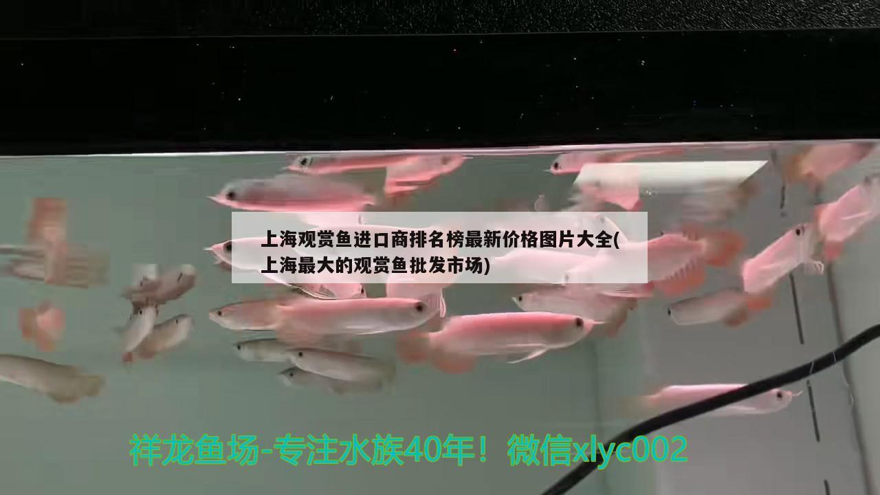 上海觀賞魚進(jìn)口商排名榜最新價(jià)格圖片大全(上海最大的觀賞魚批發(fā)市場) 觀賞魚進(jìn)出口