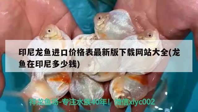 印尼龍魚進口價格表最新版下載網(wǎng)站大全(龍魚在印尼多少錢)