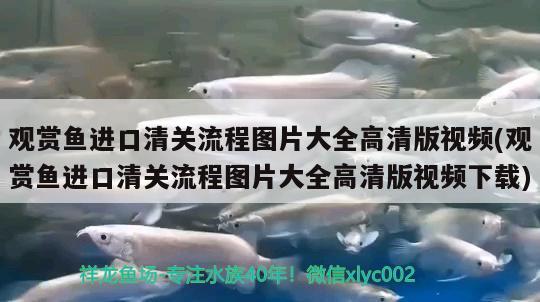 觀賞魚進口清關(guān)流程圖片大全高清版視頻(觀賞魚進口清關(guān)流程圖片大全高清版視頻下載) 觀賞魚進出口