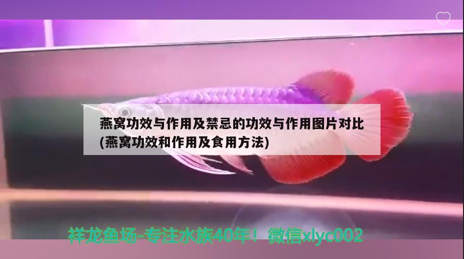 燕窩功效與作用及禁忌的功效與作用圖片對比(燕窩功效和作用及食用方法) 馬來西亞燕窩