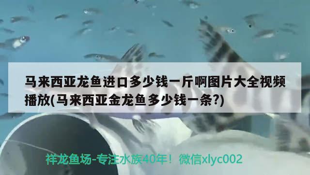 馬來西亞龍魚進口多少錢一斤啊圖片大全視頻播放(馬來西亞金龍魚多少錢一條?) 觀賞魚進出口