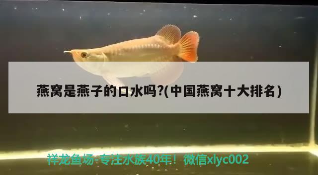 燕窩是燕子的口水嗎?(中國燕窩十大排名) 馬來西亞燕窩