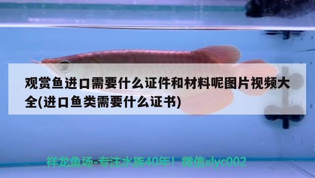 觀賞魚進(jìn)口需要什么證件和材料呢圖片視頻大全(進(jìn)口魚類需要什么證書)