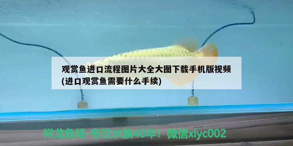 觀賞魚(yú)進(jìn)口流程圖片大全大圖下載手機(jī)版視頻(進(jìn)口觀賞魚(yú)需要什么手續(xù)) 觀賞魚(yú)進(jìn)出口