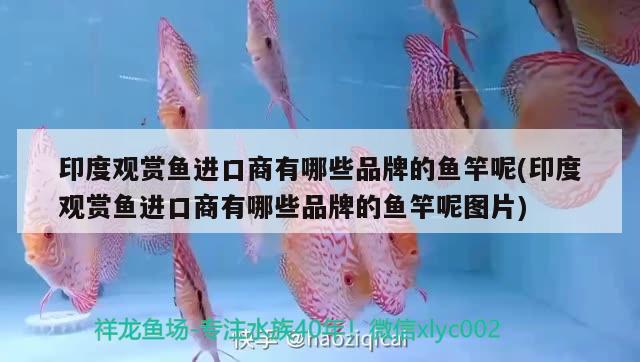 印度觀賞魚進(jìn)口商有哪些品牌的魚竿呢(印度觀賞魚進(jìn)口商有哪些品牌的魚竿呢圖片) 垂釣樂園