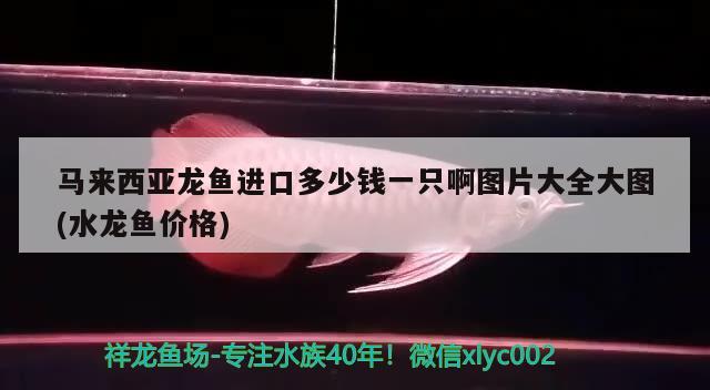 馬來西亞龍魚進口多少錢一只啊圖片大全大圖(水龍魚價格) 觀賞魚進出口