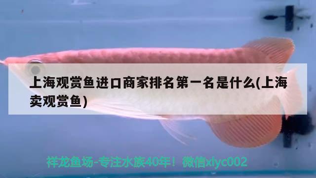 上海觀賞魚進口商家排名第一名是什么(上海賣觀賞魚) 觀賞魚進出口 第2張