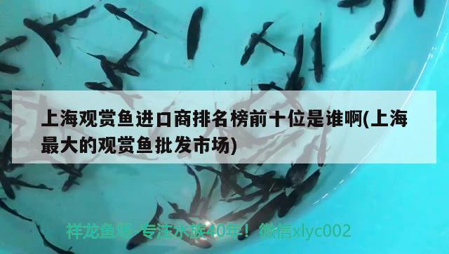 上海觀賞魚進(jìn)口商排名榜前十位是誰(shuí)啊(上海最大的觀賞魚批發(fā)市場(chǎng)) 觀賞魚進(jìn)出口