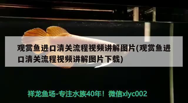 觀賞魚進口清關流程視頻講解圖片(觀賞魚進口清關流程視頻講解圖片下載)