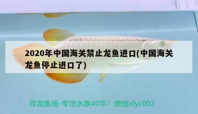 2020年中國海關(guān)禁止龍魚進(jìn)口(中國海關(guān)龍魚停止進(jìn)口了) 觀賞魚進(jìn)出口