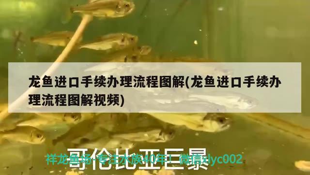 龍魚進口手續(xù)辦理流程圖解(龍魚進口手續(xù)辦理流程圖解視頻)