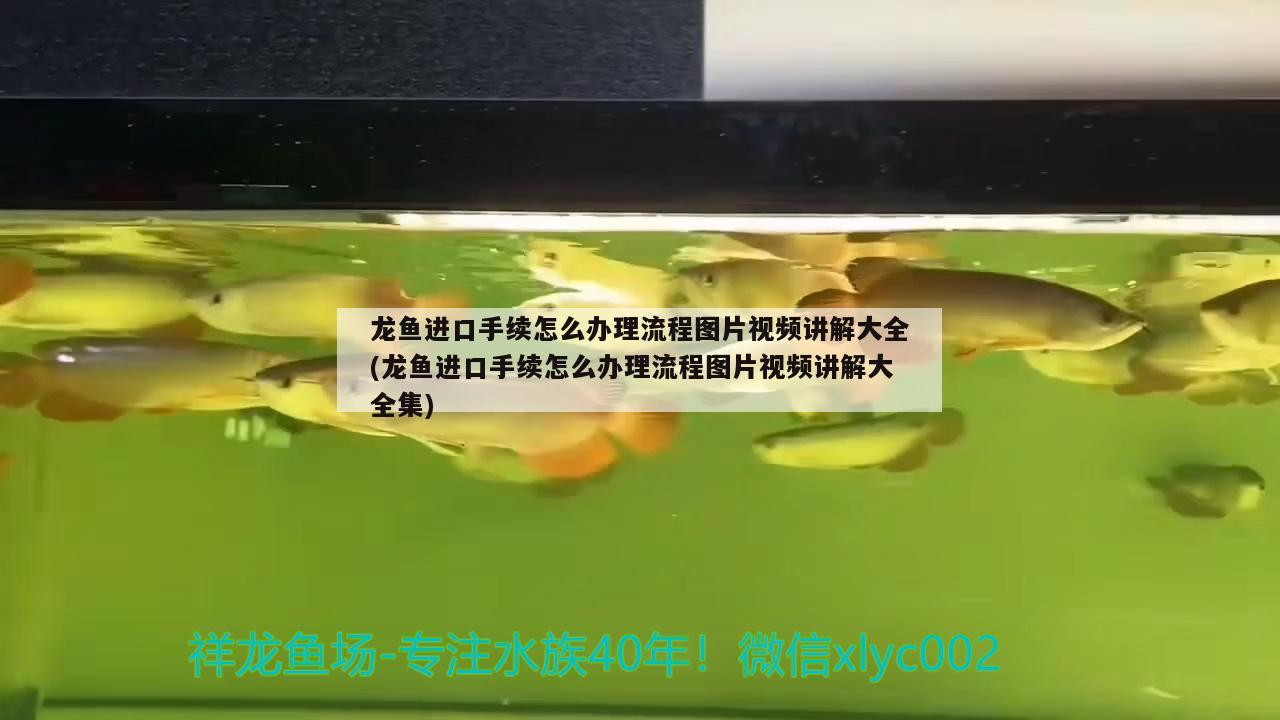 龍魚進口手續(xù)怎么辦理流程圖片視頻講解大全(龍魚進口手續(xù)怎么辦理流程圖片視頻講解大全集) 觀賞魚進出口