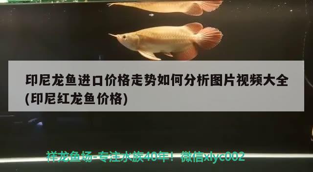 印尼龍魚進(jìn)口價(jià)格走勢如何分析圖片視頻大全(印尼紅龍魚價(jià)格)