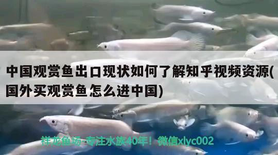 中國觀賞魚出口現(xiàn)狀如何了解知乎視頻資源(國外買觀賞魚怎么進(jìn)中國) 觀賞魚進(jìn)出口