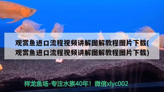 觀賞魚(yú)進(jìn)口流程視頻講解圖解教程圖片下載(觀賞魚(yú)進(jìn)口流程視頻講解圖解教程圖片下載)