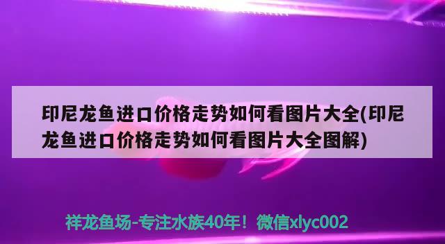 印尼龍魚進口價格走勢如何看圖片大全(印尼龍魚進口價格走勢如何看圖片大全圖解)