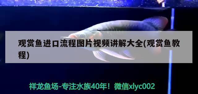 觀賞魚進(jìn)口流程圖片視頻講解大全(觀賞魚教程) 觀賞魚進(jìn)出口