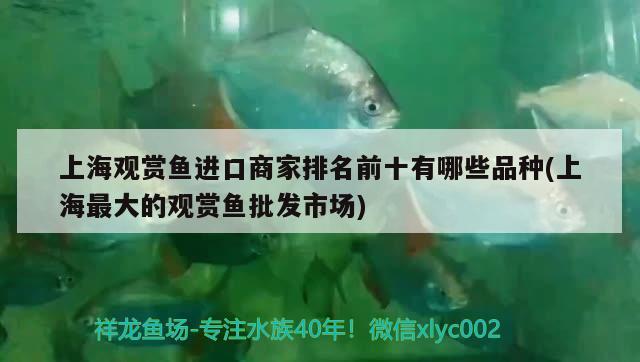 上海觀賞魚進(jìn)口商家排名前十有哪些品種(上海最大的觀賞魚批發(fā)市場) 觀賞魚進(jìn)出口