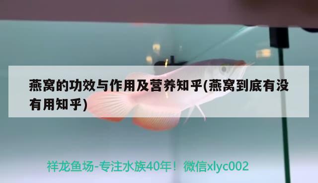 燕窩的功效與作用及營養(yǎng)知乎(燕窩到底有沒有用知乎) 馬來西亞燕窩