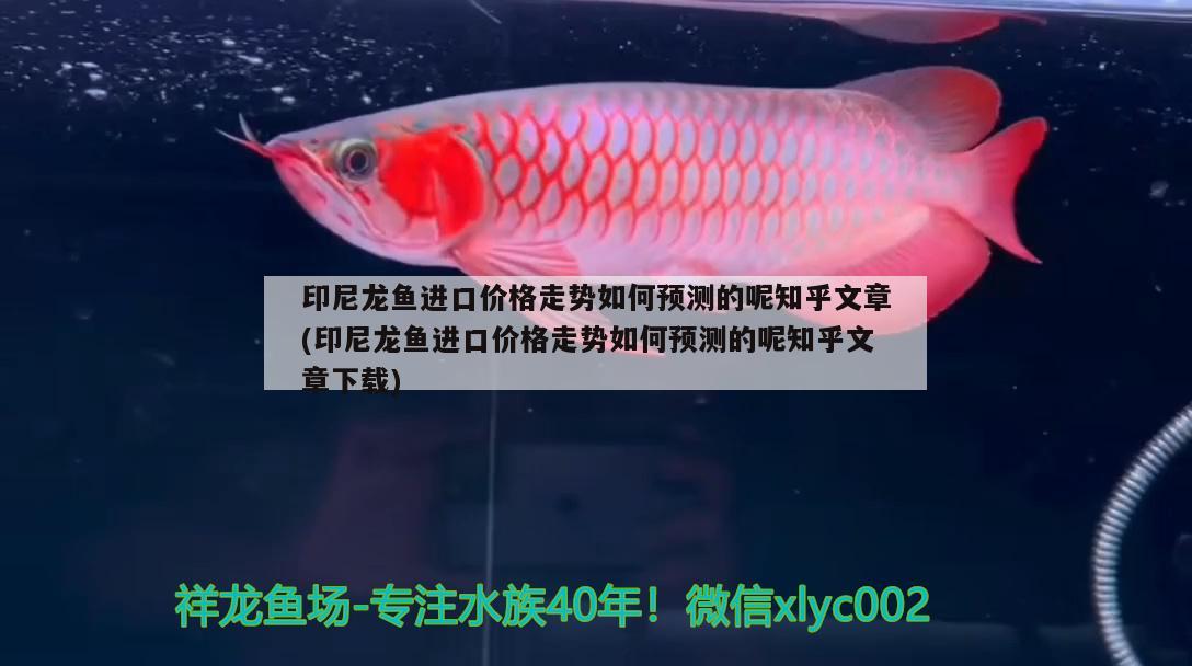 印尼龍魚(yú)進(jìn)口價(jià)格走勢(shì)如何預(yù)測(cè)的呢知乎文章(印尼龍魚(yú)進(jìn)口價(jià)格走勢(shì)如何預(yù)測(cè)的呢知乎文章下載)