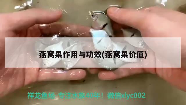 燕窩果作用與功效(燕窩果價(jià)值) 馬來(lái)西亞燕窩