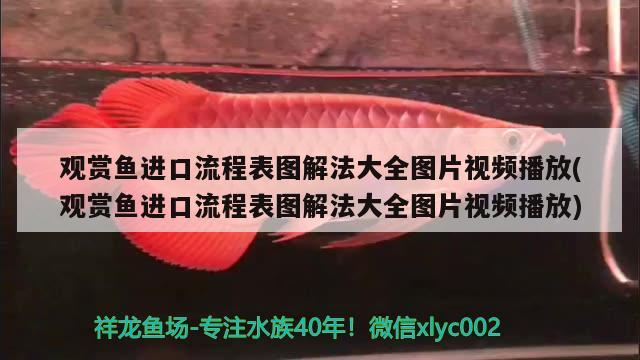 觀賞魚進口流程表圖解法大全圖片視頻播放(觀賞魚進口流程表圖解法大全圖片視頻播放)