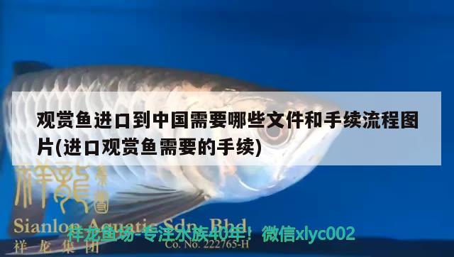 觀賞魚進口到中國需要哪些文件和手續(xù)流程圖片(進口觀賞魚需要的手續(xù))