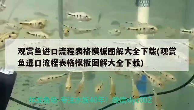 觀賞魚進口流程表格模板圖解大全下載(觀賞魚進口流程表格模板圖解大全下載) 觀賞魚進出口