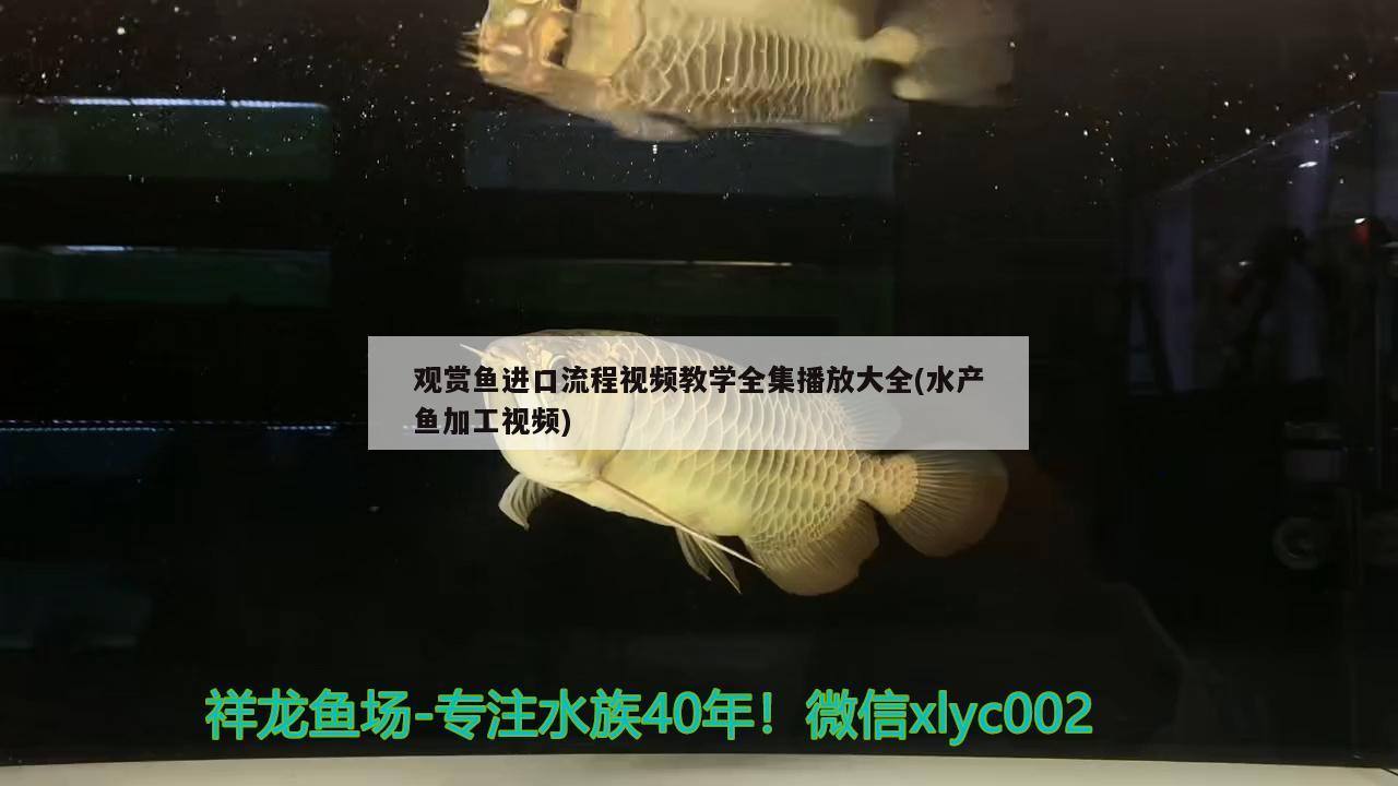 觀賞魚進(jìn)口流程視頻教學(xué)全集播放大全(水產(chǎn)魚加工視頻) 觀賞魚進(jìn)出口