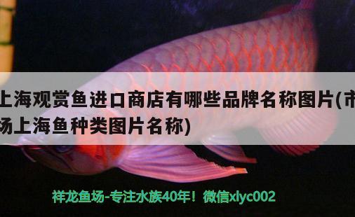 上海觀賞魚進口商店有哪些品牌名稱圖片(市場上海魚種類圖片名稱) 觀賞魚進出口