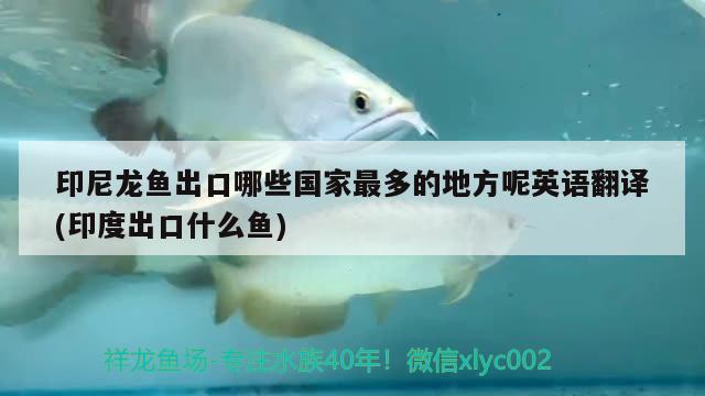 印尼龍魚出口哪些國家最多的地方呢英語翻譯(印度出口什么魚)