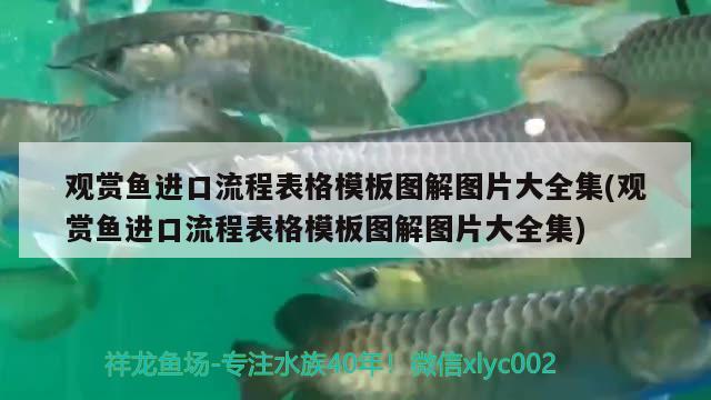 觀賞魚進(jìn)口流程表格模板圖解圖片大全集(觀賞魚進(jìn)口流程表格模板圖解圖片大全集)