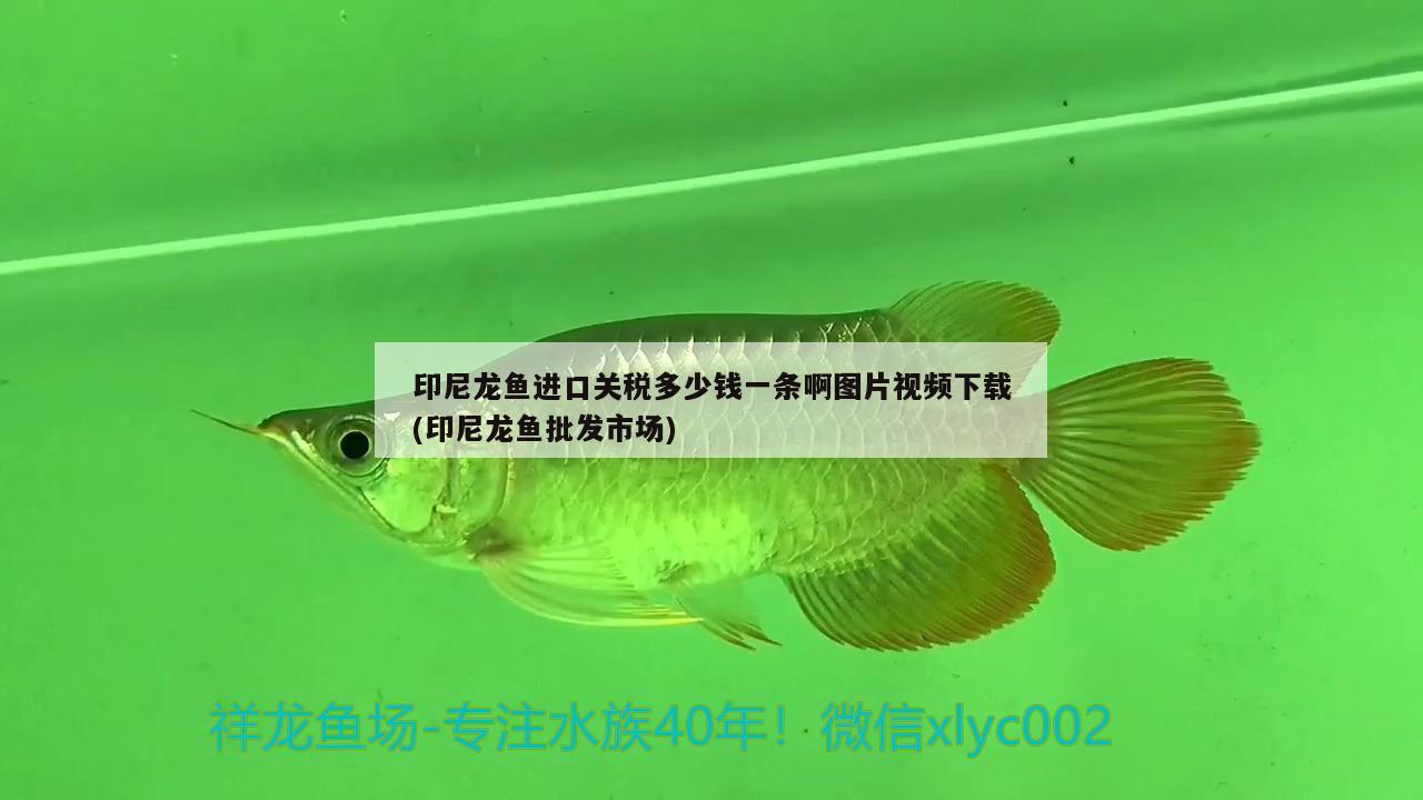 印尼龍魚進(jìn)口關(guān)稅多少錢一條啊圖片視頻下載(印尼龍魚批發(fā)市場) 龍魚批發(fā) 第1張