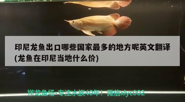 印尼龍魚出口哪些國家最多的地方呢英文翻譯(龍魚在印尼當?shù)厥裁磧r) 觀賞魚進出口