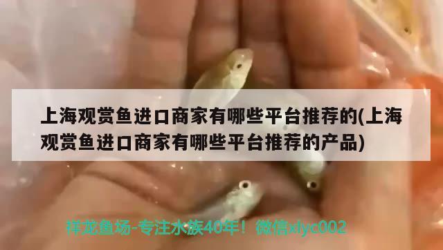 上海觀賞魚進(jìn)口商家有哪些平臺推薦的(上海觀賞魚進(jìn)口商家有哪些平臺推薦的產(chǎn)品)