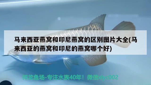 馬來西亞燕窩和印尼燕窩的區(qū)別圖片大全(馬來西亞的燕窩和印尼的燕窩哪個好) 馬來西亞燕窩