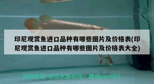 印尼觀賞魚進(jìn)口品種有哪些圖片及價(jià)格表(印尼觀賞魚進(jìn)口品種有哪些圖片及價(jià)格表大全) 觀賞魚進(jìn)出口