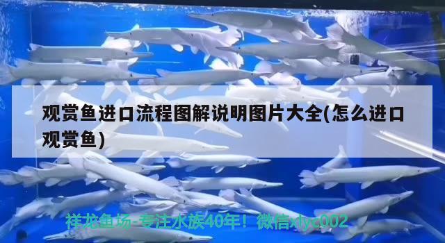 觀賞魚進口流程圖解說明圖片大全(怎么進口觀賞魚) 觀賞魚進出口