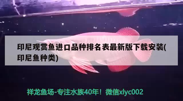 印尼觀賞魚進口品種排名表最新版下載安裝(印尼魚種類)