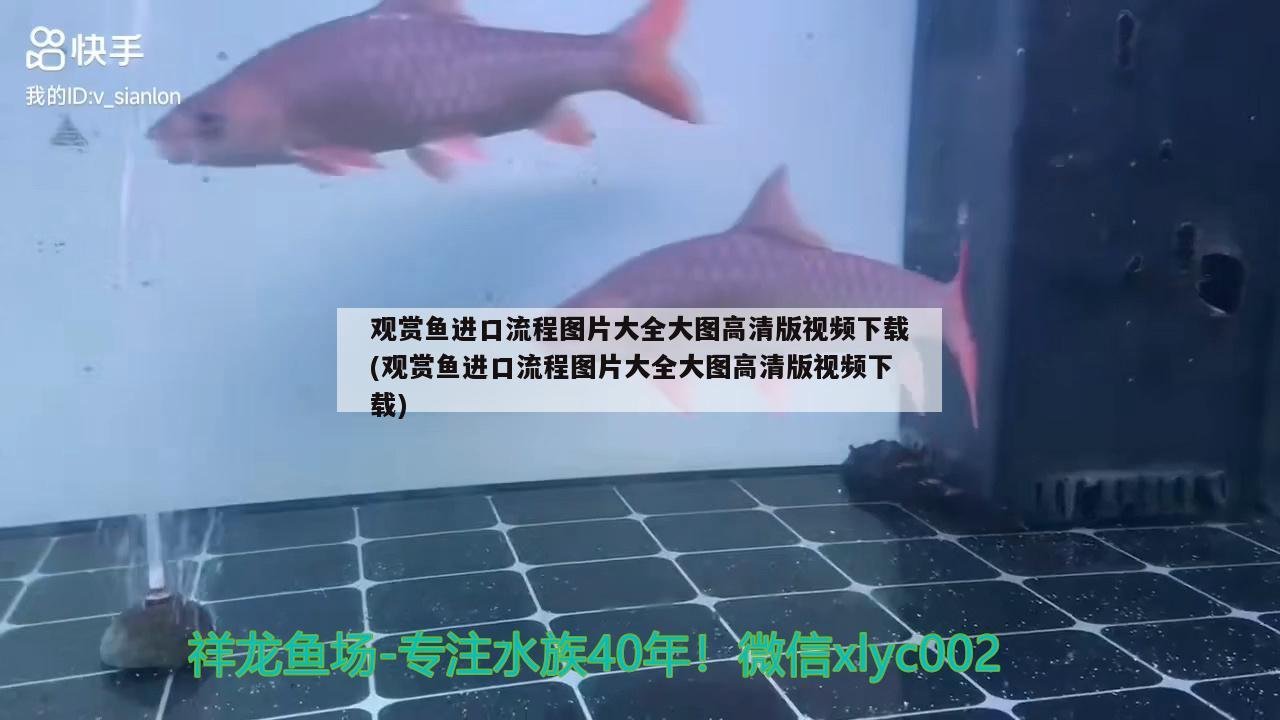 觀賞魚進(jìn)口流程圖片大全大圖高清版視頻下載(觀賞魚進(jìn)口流程圖片大全大圖高清版視頻下載) 觀賞魚進(jìn)出口