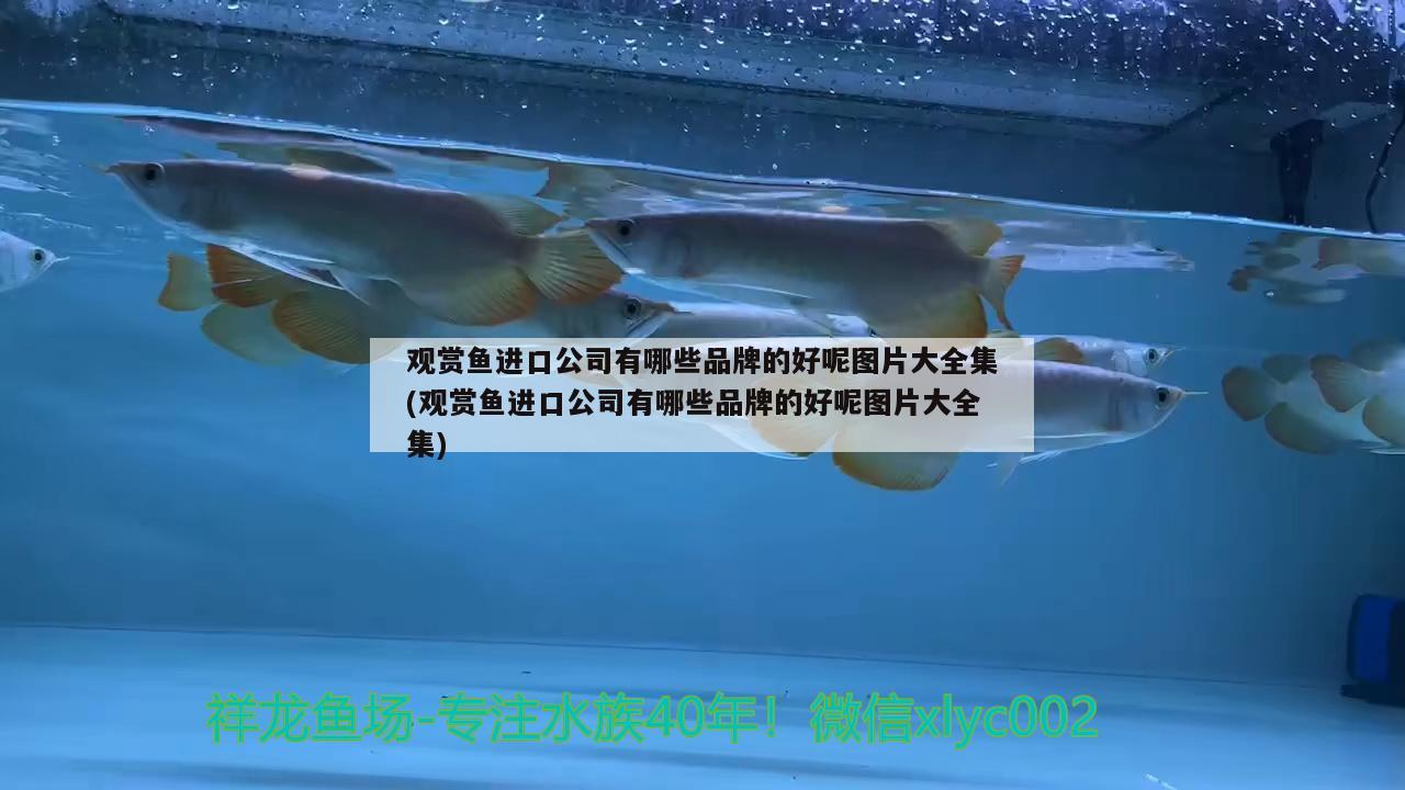 觀賞魚進(jìn)口公司有哪些品牌的好呢圖片大全集(觀賞魚進(jìn)口公司有哪些品牌的好呢圖片大全集)