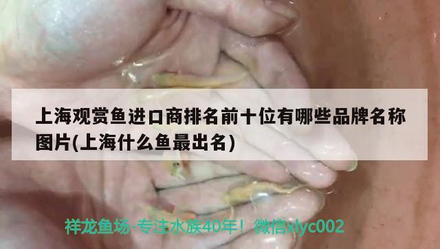 上海觀賞魚進口商排名前十位有哪些品牌名稱圖片(上海什么魚最出名)