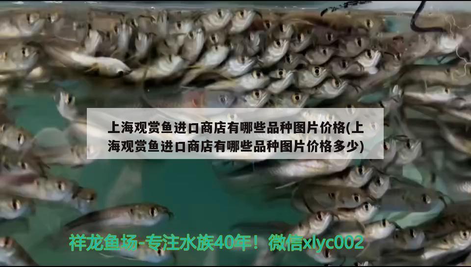 上海觀賞魚進口商店有哪些品種圖片價格(上海觀賞魚進口商店有哪些品種圖片價格多少)