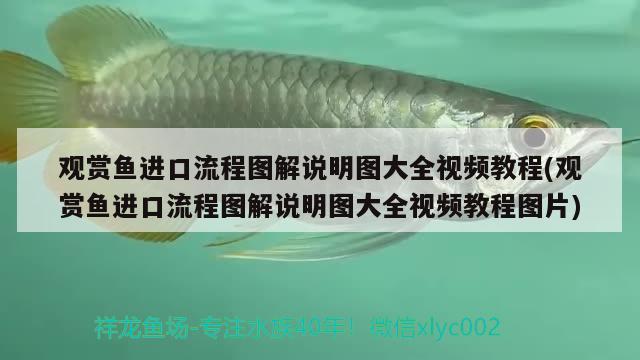 觀賞魚進口流程圖解說明圖大全視頻教程(觀賞魚進口流程圖解說明圖大全視頻教程圖片) 觀賞魚進出口