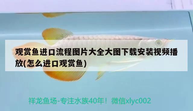 觀賞魚(yú)進(jìn)口流程圖片大全大圖下載安裝視頻播放(怎么進(jìn)口觀賞魚(yú)) 觀賞魚(yú)進(jìn)出口