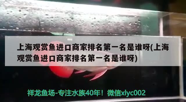 上海觀賞魚進口商家排名第一名是誰呀(上海觀賞魚進口商家排名第一名是誰呀) 觀賞魚進出口